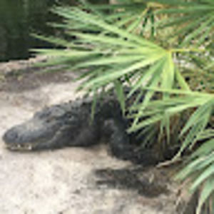 Meet your Posher, Aliyah